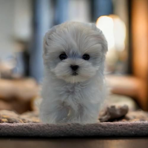 3개월 비숑 솜이의 가족을 찾습니다