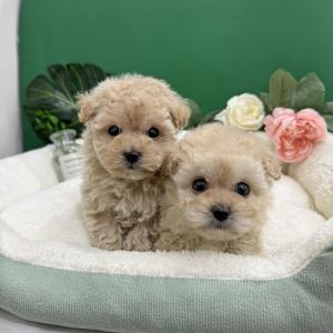 2개월 크림말티푸 형제들 30만원에 분양합니다