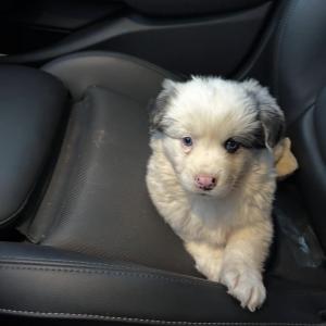 강화도 보더콜리 믹스 찾아요