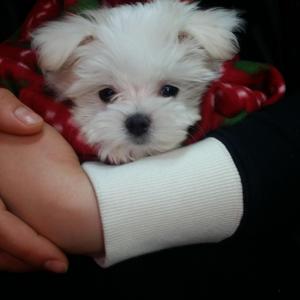 신월2동 3개월지난 말티 여아찾아요