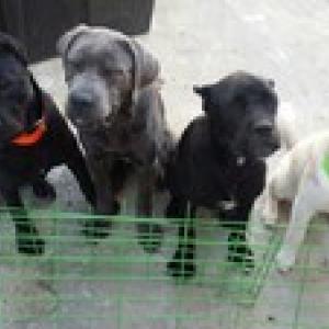 블랙 케인코르소 암컷2마리를 찾습니다.