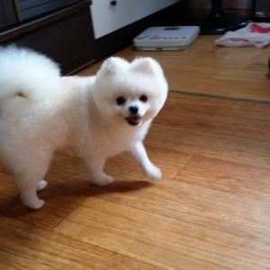 대구분들 똘이를찾습니다