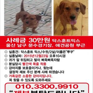 뿌꾸를 찾습니다(갈색, 닥스훈트믹스, 수컷, 빨간목줄 착용)