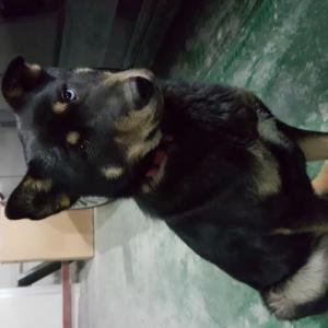 봉구를 찾습니다