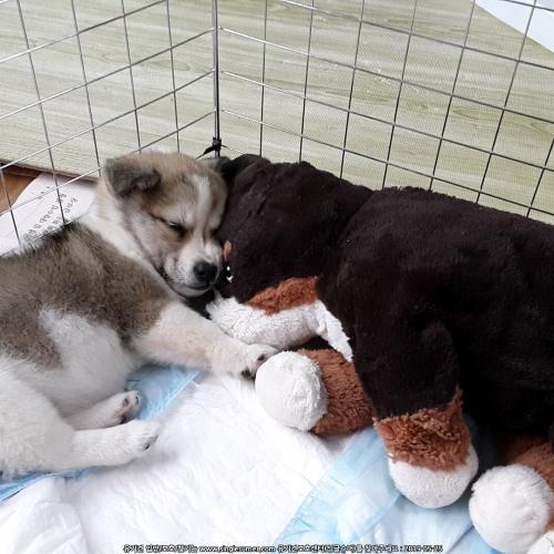 서울 금천/3개월 믹스견 분양합니다.