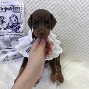 ( 80만 ) 충성심의 대명사 도베르만 공주님과 평생 함께 하세용