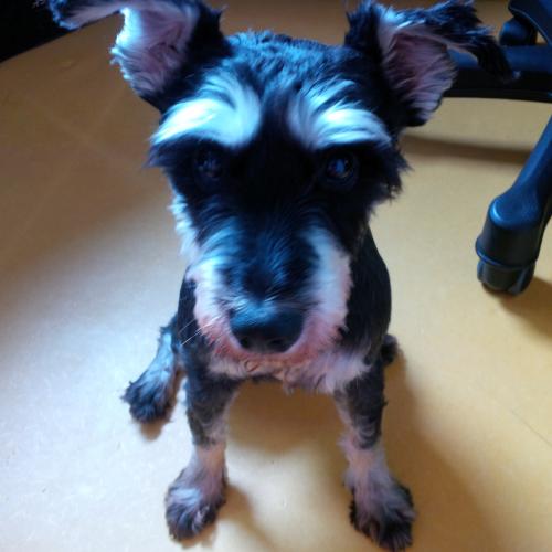 6월 24일 안양에서 슈나우저 발견, 보호중입니다.