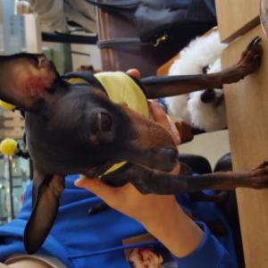 전주 평화동에서 잃어버렸어요ㅜㅜ 데려가신분 계시면 꼭 연락주세요ㅠ