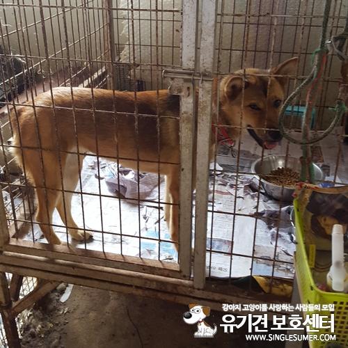 천안유기동물보호소에 있는 경주개 추정되는 여아 분양합니다~