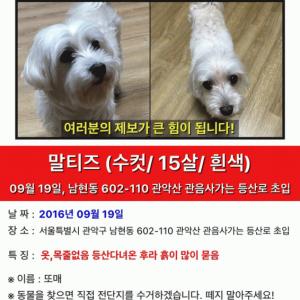 서울 관악구 남현동 하얀색 말티즈 강아지 찾습니다