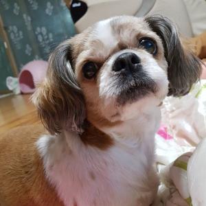 믹스시츄찾아요