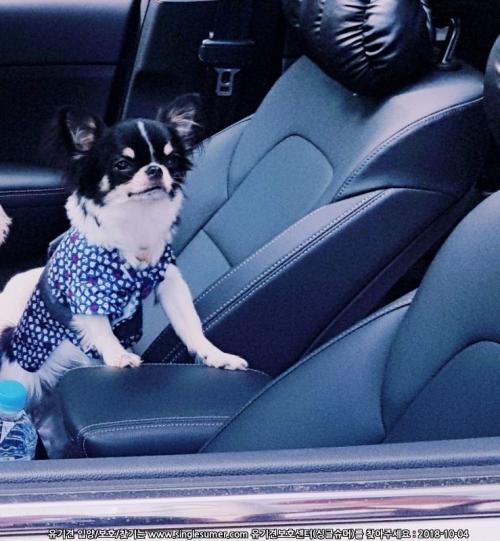 장모치와와 분양합니다