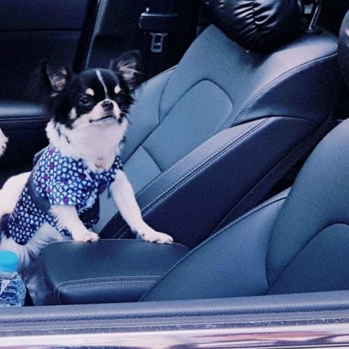 장모치와와 분양합니다