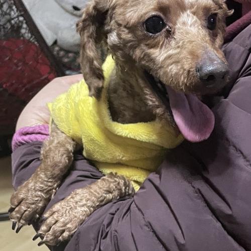 예쁜 유기견 푸들 남자아이 입양보내요