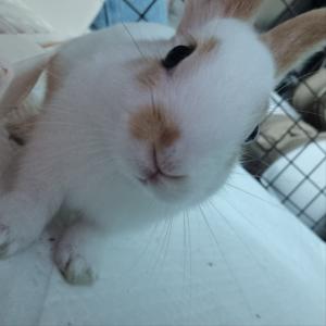 토끼 분양합니다