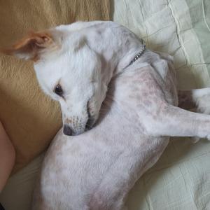 강아지찾습니다.