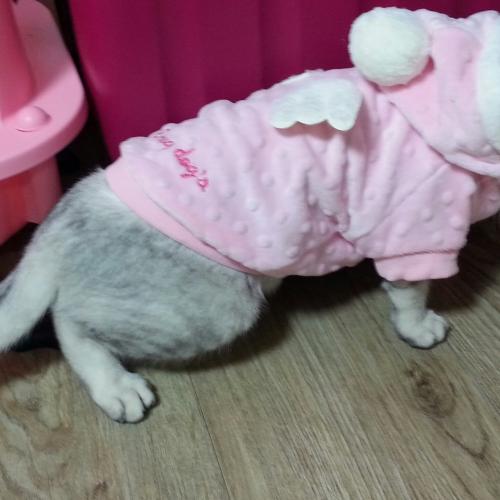 스코티쉬폴드  고양이를 애타게 찾습니다