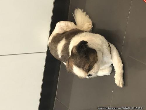시츄 보호중이에요ㅠㅠㅠㅠ