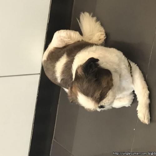 시츄 보호중이에요ㅠㅠㅠㅠ