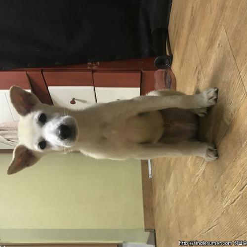 무료분양합니다.