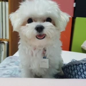 [인천광역시 부평구 부평동 부평깡시장 일대]