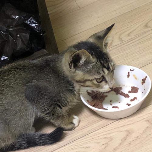 비에 떠밀려온 아기 고양이