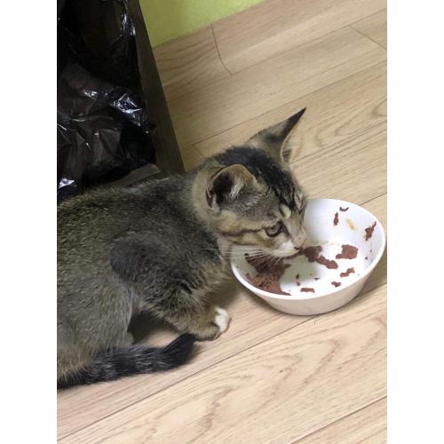 비에 떠밀려온 아기 고양이
