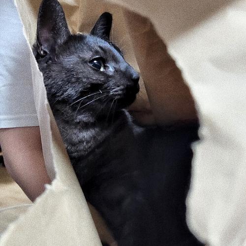 고양이 (연락주세요)