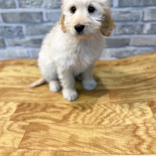 집을잃은 강아지 입양보냅니다!