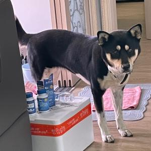 경기도 이천시 장호원읍에서 집 나간 동이 찾아요 ㅜㅜ