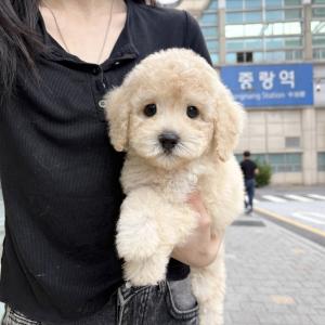 [ 55만원 ] 3개월 스탠다드푸들 왕자님 책임분양