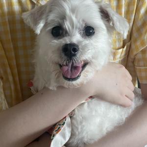 평택시 지산동 말티즈 찾아요