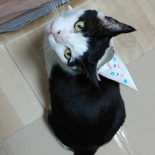 사라진 고양이/missing cat