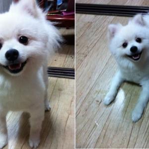 [서울 강서구] 길잃은 흰색 포메 임시보호 중입니다.