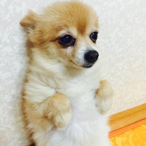 용산구 보광동 포메라니안 암컷 중성화 9살