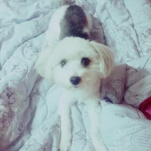 저희 겨울이를 찾아주세요