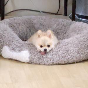 갈현동 포메 아찌를 찾아요.