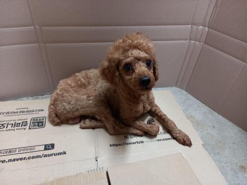 갈색푸들 보호중