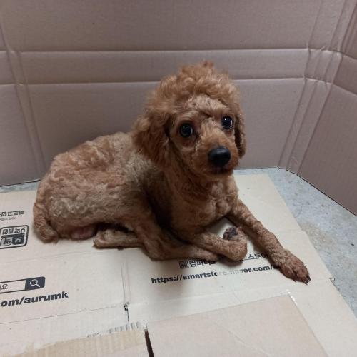 갈색푸들 보호중