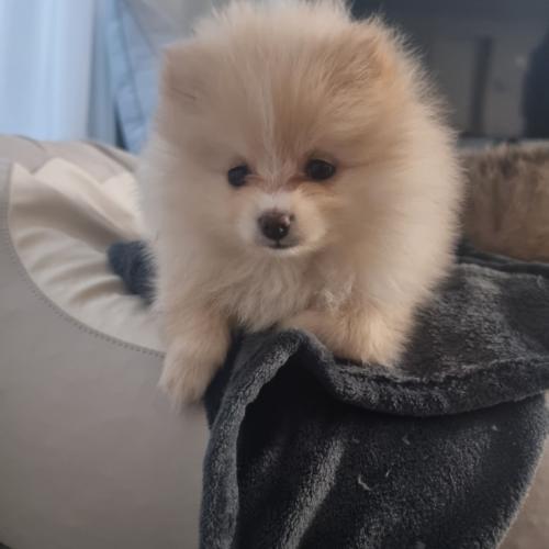 2개월 포메아이 가정 분양합니다