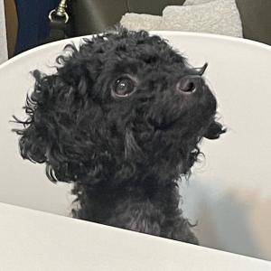 강아지를 찾습니다