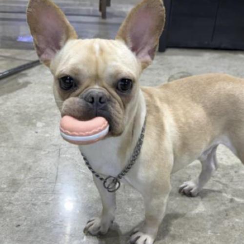 2살 프렌치불독 호빵이의 입양자를 찾습니다