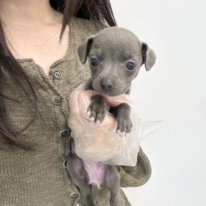 이탈리안그레이하운드 공주님 분양 합니다.