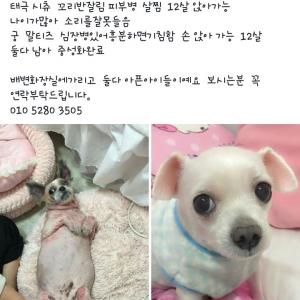 말티즈 13살 중성화 애기찾아요