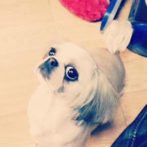 강아지를 찾습니다 (10세 여아 시츄)