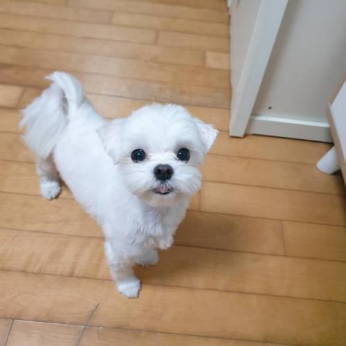 말티즈 남아 약2.6kg정도의 아이를 찾습니다.