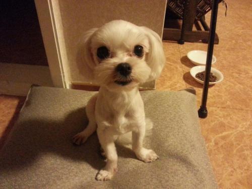 [말티즈 보호중] 안산 고잔동 화랑유원지 근처에서 발견