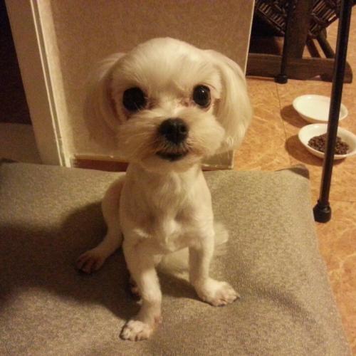 [말티즈 보호중] 안산 고잔동 화랑유원지 근처에서 발견