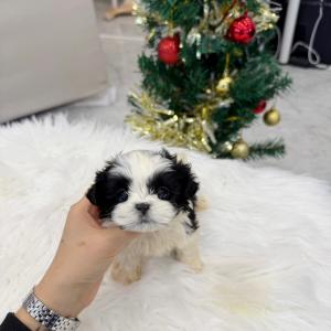 [30만원] 2개월령 파티말티푸 분양해요