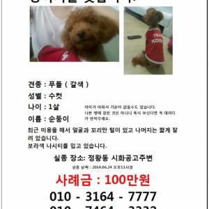 시흥시 정왕동에서 갈색 푸들 보신분요